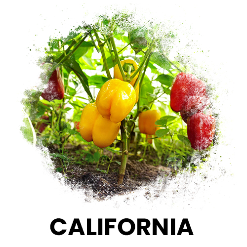 california biber